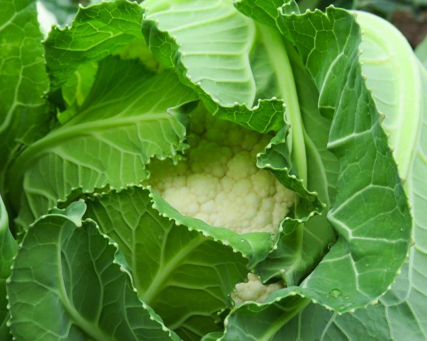 Cauliflower: Twister