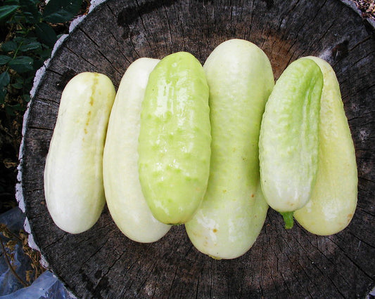 Cucumber: White Wonder