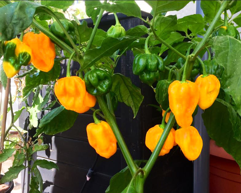 Pepper, Hot: Habanero- Yellow