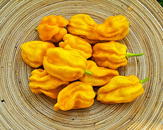 Pepper, Hot: Habanero- Yellow